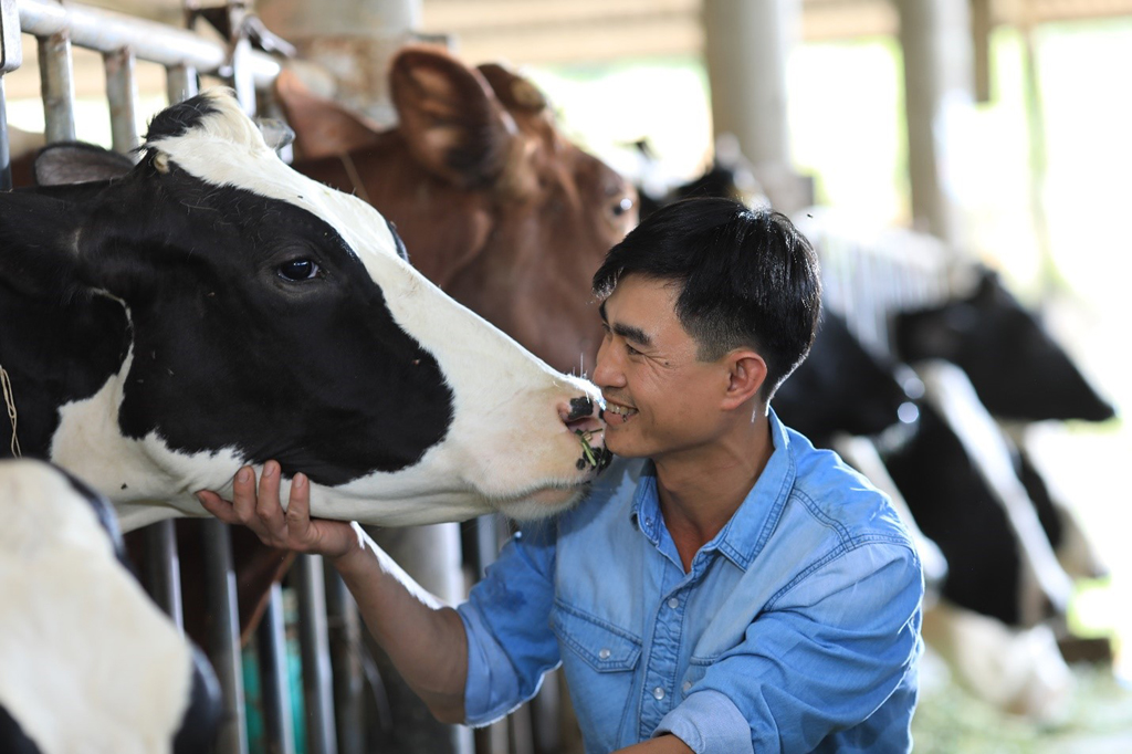 “Chăm bò như chăm con” là bí quyết đặc biệt để nông dân theo chuẩn Cô Gái Hà Lan thu được dòng sữa chất lượng
