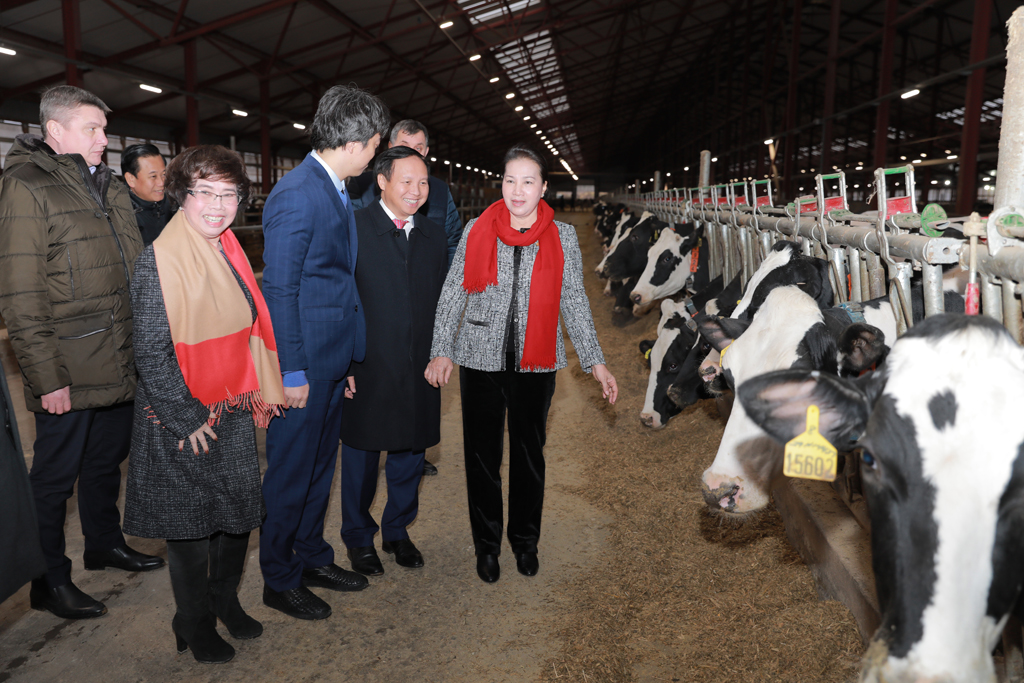 Chủ tịch Quốc hội Nguyễn Thị Kim Ngân trực tiếp tham quan trang trại hiện đã có trên 2.000 con bò đang cho khai thác sữa