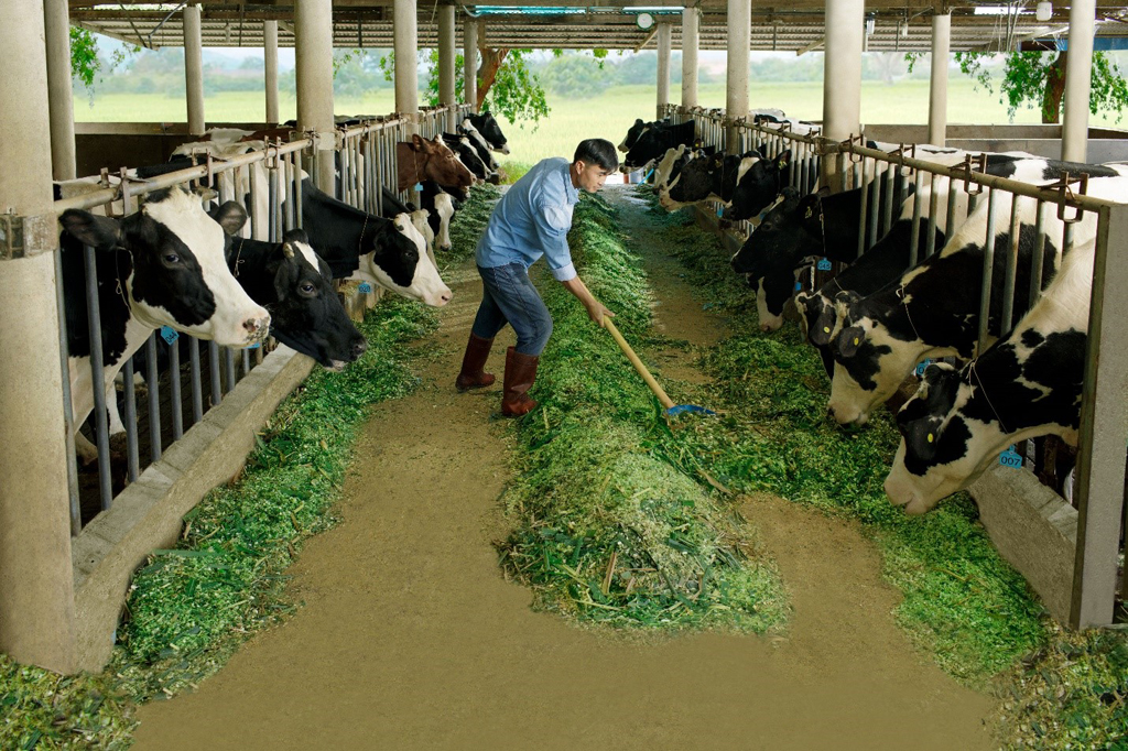 Nguồn thức ăn của bò phải luôn đảm bảo chất lượng, độ dinh dưỡng để bò dễ tiêu hóa