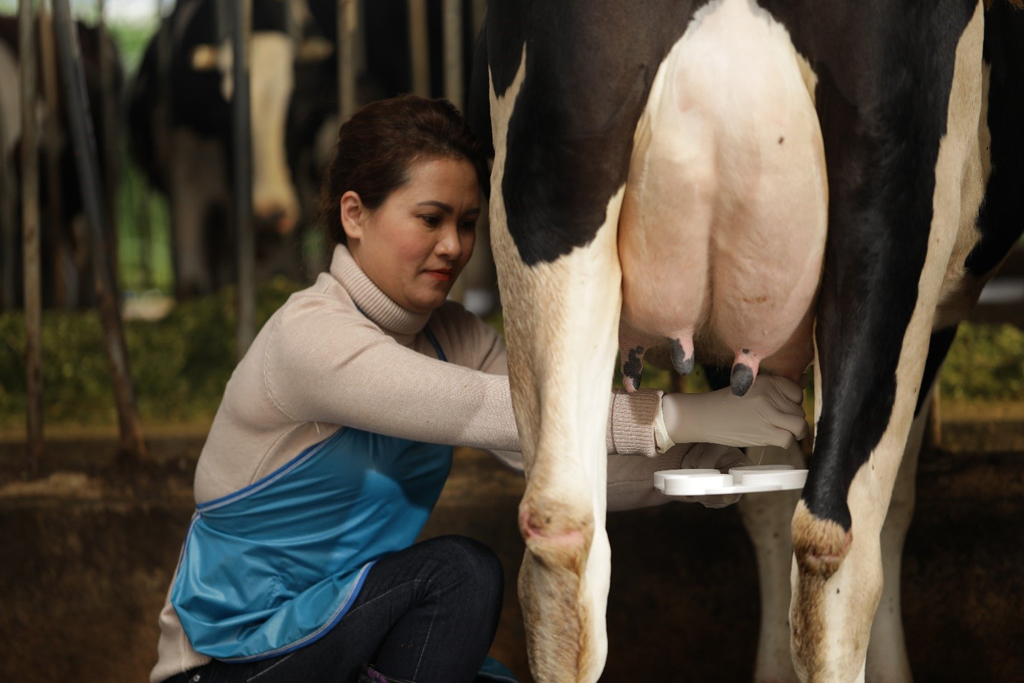 Việc vắt sữa được chuẩn bị kỹ càng từ 4 giờ sáng ở các nông trại