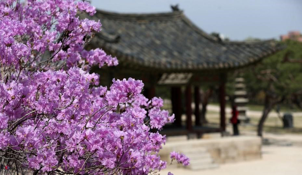 Hoa anh đào tại cung Changdeokgung Ảnh: KoreaNet/ Flickr