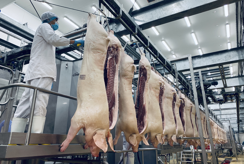 Dây chuyền công nghệ giết mổ hiện đại để chế biến thịt mát tại nhà máy MEAT Hà Nam Ảnh: Hoàng Phan