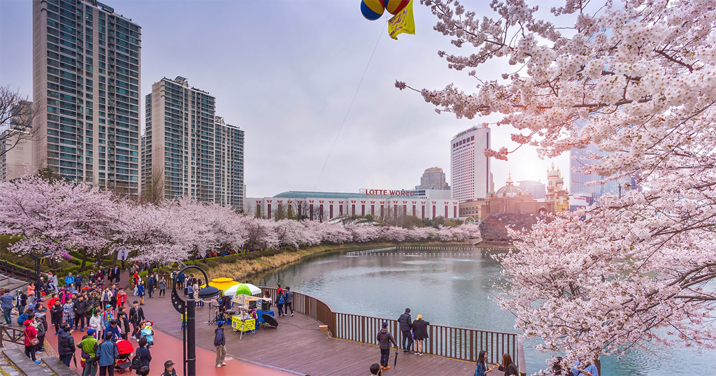 Trải nghiệm con đường hoa anh đào cực đã tại công viên giải trí Lotte World