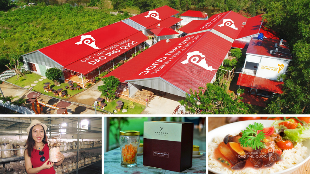 Cơ sở trồng nấm mối đen - một trong các địa điểm du lịch và được trải nghiệm hấp dẫn ở Phú Quốc