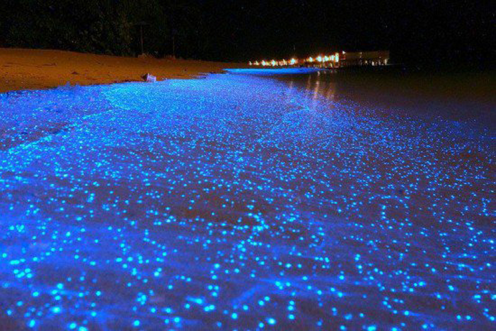 Hình ảnh bãi biển sáng rực kì ảo bởi những chú Mực Đom Đóm