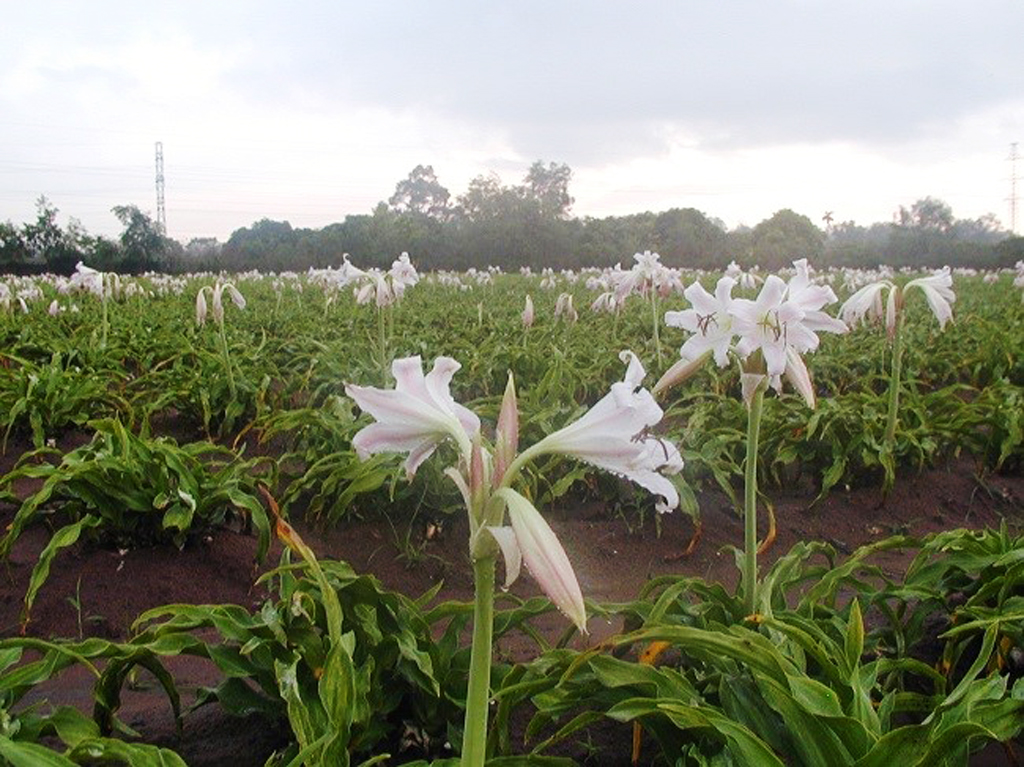 Cây trinh nữ Crila được nhân giống và nuôi trồng tại vùng trồng đạt chuẩn GACP-WHO tại Long Thành (Đồng Nai)