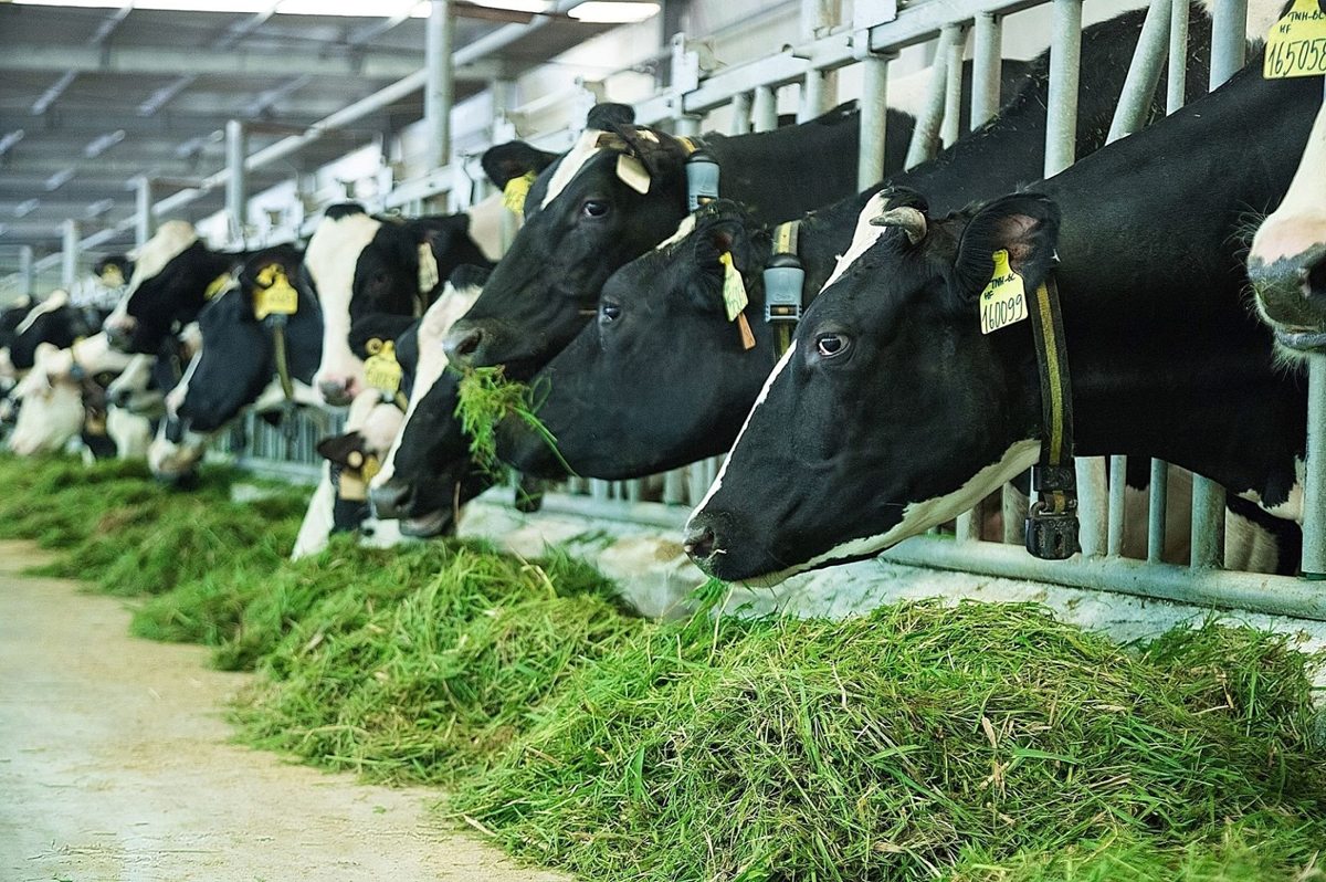  Vùng nguyên liệu sữa tươi lớn với 12 trang trại đạt chuẩn quốc tế góp phần giúp sản phẩm sữa tươi của Vinamilk dẫn đầu phân khúc trong nhiều năm liền