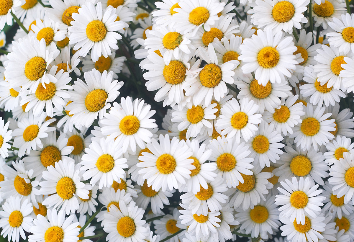 Tinh chất hoa cúc trắng giúp chống viêm, kích thích lành thương