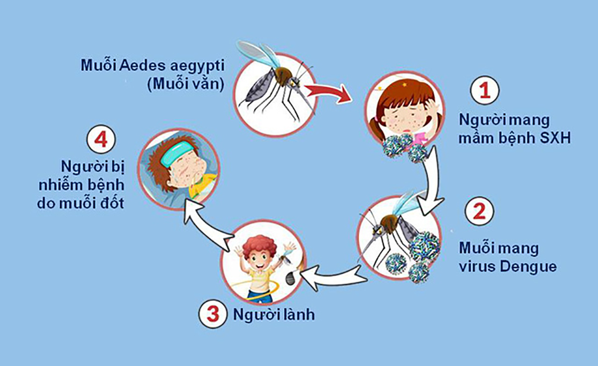 Muỗi vằn lây truyền virus Dengue gây bệnh sốt xuất huyết