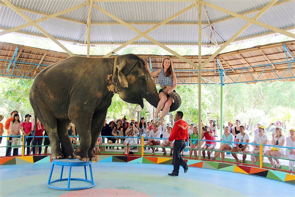 Tiết mục xiếc voi luôn thu hút du khách - Ảnh Long Phú cung cấp