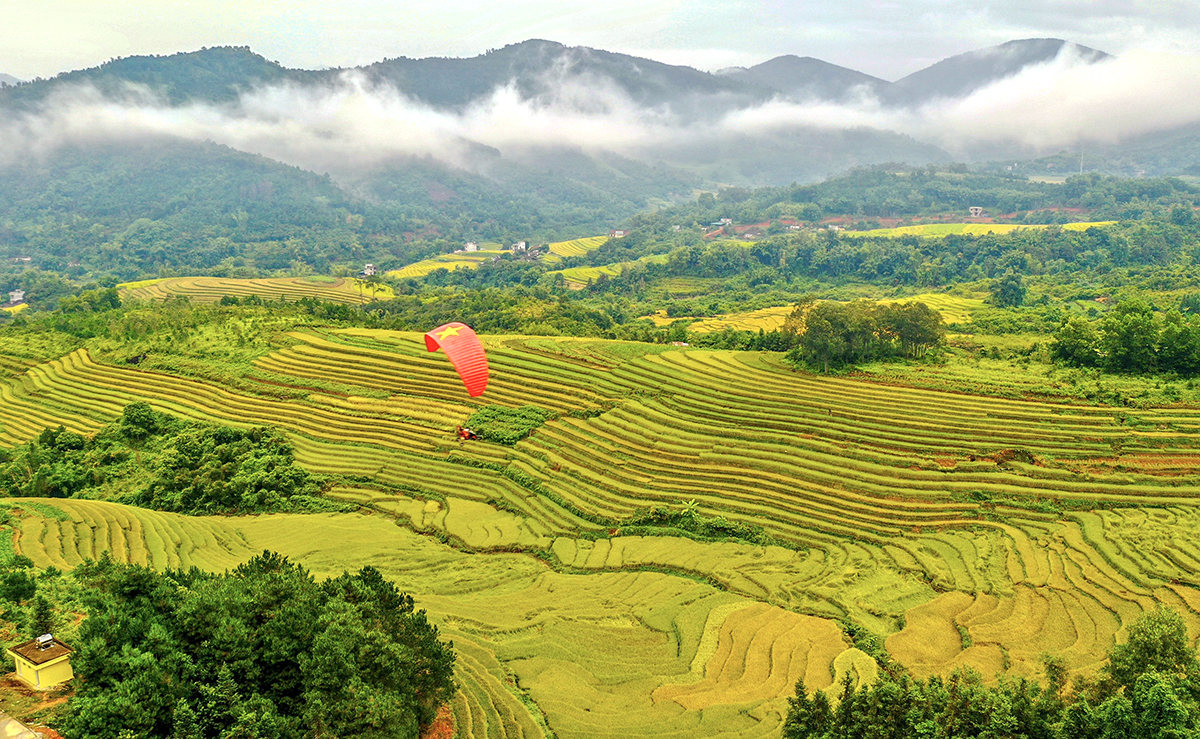 Mùa vàng Bình Liêu - Ảnh: ML