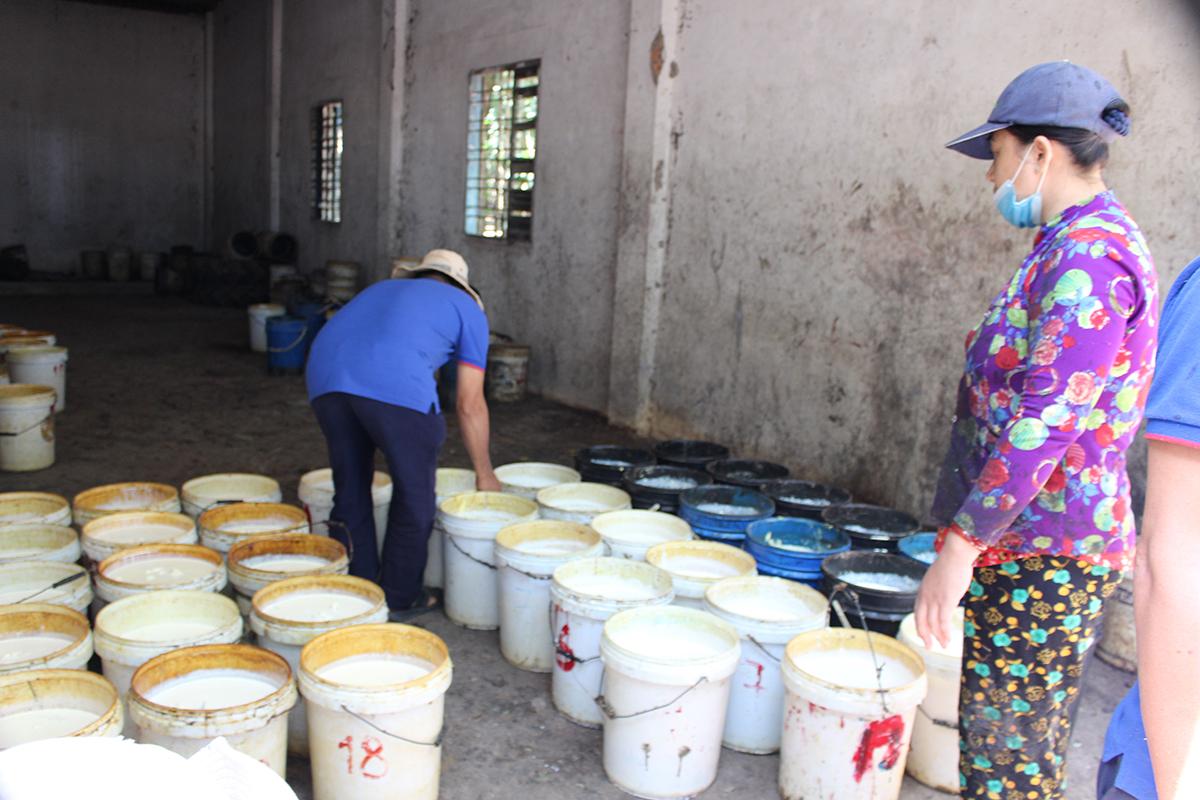  Công nhân thu hoạch mủ cao su thuộc khu đất Nông trường cao su Bời Lời giao cho bà Huỳnh Thị Lan Phương 