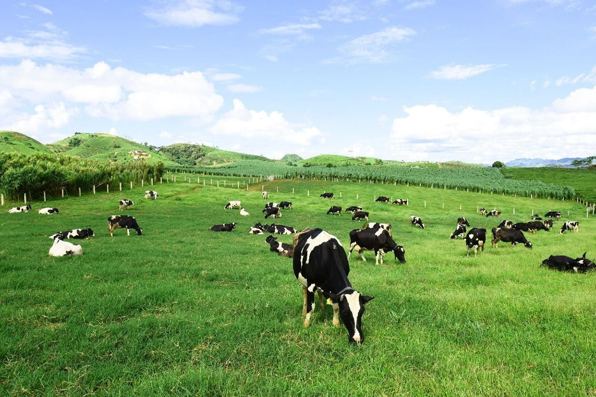 Đàn bò tận hưởng cuộc sống thoải mái tại Mộc Châu