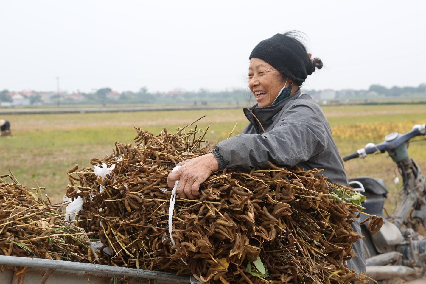 Niềm vui của người nông dân khi thu hoạch đậu nành VINASOY 02-NS tại Liên Châu - Vĩnh Phúc