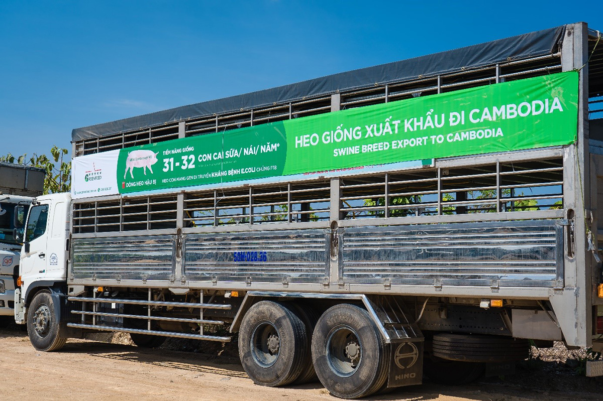 Lô heo giống GF24 (Camborough®48) đầu tiên được GREENFEED xuất khẩu thành công sang Campuchia vào trung tuần tháng 4.2021