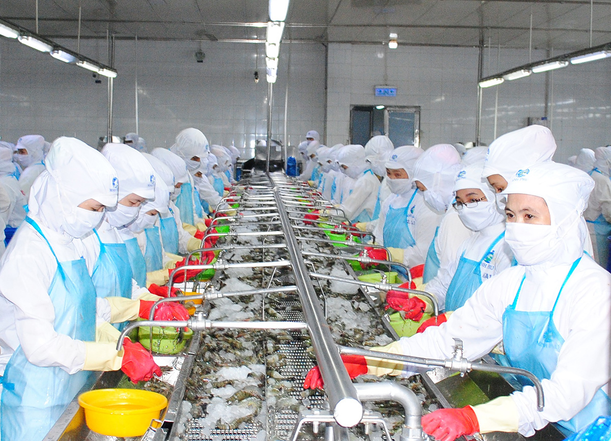 Chế biến tôm xuất khẩu tại một doanh nghiệp ở tỉnh Cà Mau Ảnh: Gia Bách 
