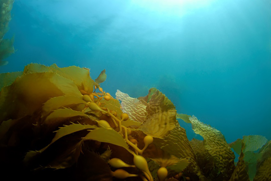 Tảo mekabu là tên gọi của phần rễ của cây tảo wakame