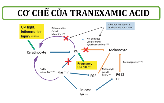 Cơ chế trị nám của hoạt chất Tranexamic acid 