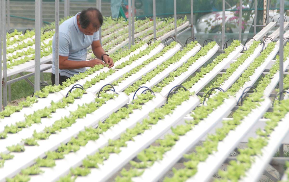 Nông nghiệp công nghệ cao đang được ưu tiên đầu tư phát triển - Ảnh: Hoàng Sơn 