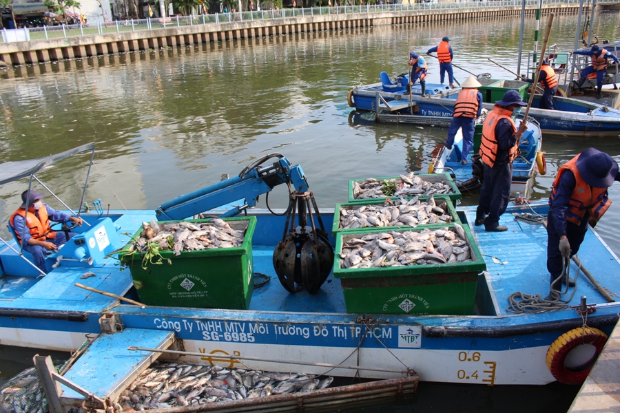 Hàng tấn cá chết được đưa về điểm tập kết - Ảnh: Đức Tiến 