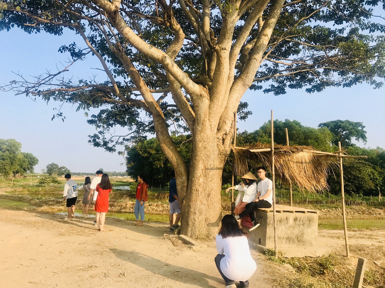 Cây mắt biếc – Biểu tượng của ký ức, tình yêu Cây mắt biếc – Biểu tượng của ký ức, tình yêu