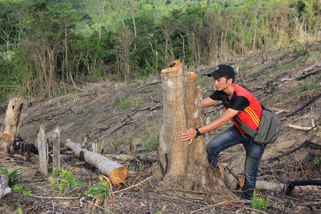 Việc mất rừng diễn ra liên tục, kéo dài nhiều năm