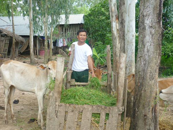 Thoát nghèo nhờ nuôi bò