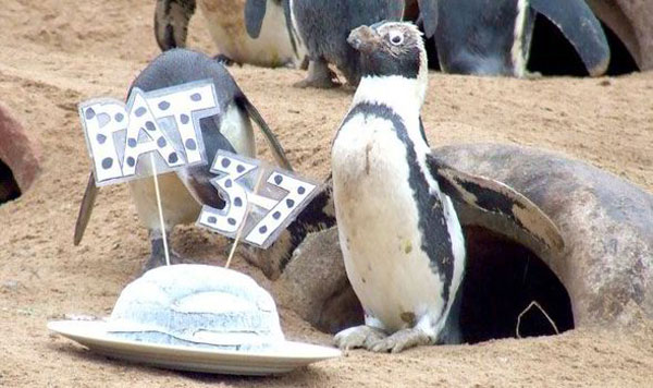 Sinh nhật cho chim cánh cụt