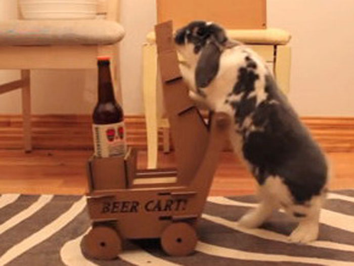 Thỏ phục vụ bia