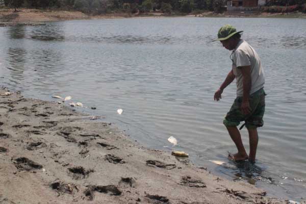Hàng chục tấn cá chết nghi do ô nhiễm nguồn 