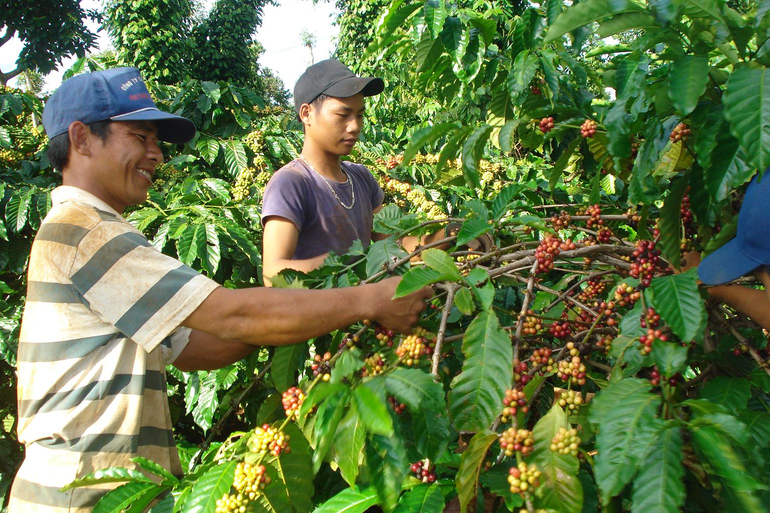  Sản xuất cà phê theo hình thức nông hộ hiện phổ biến ở Tây nguyên - Ảnh: Trung Chuyên