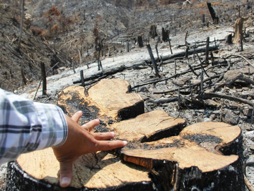 Một góc rừng bị tàn phá chỉ còn trơ gốc	- Ảnh: Nguyễn Chung