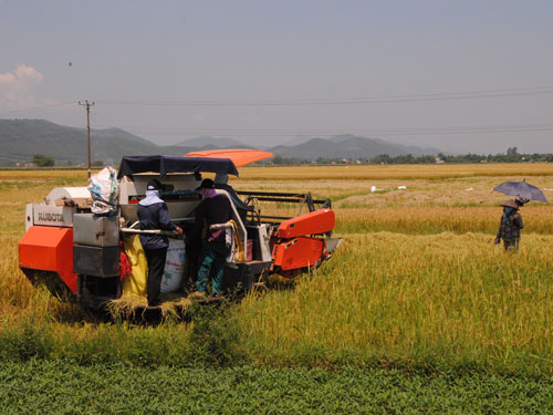 Người dân P.Hương Long đã có thể tự do thuê máy gặt lúa ra đồng thu hoạch - Ảnh: B.N.L