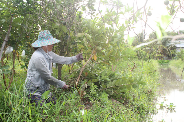 Trái cây xuống giá, nông dân đốn vườn