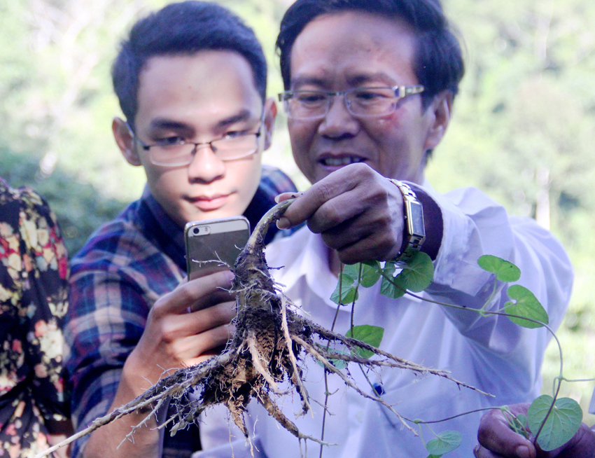 HỨA XUYÊN HUỲNH Nhiều vùng đất ở Quảng Nam thực sự là “miền đất quả vàng” như tên một tiểu thuyết của Jorga Amado, vì không chỉ hội tụ nhiều loài cây thuốc quý mà còn du nhập thành công các giống khác từ Tây Bắc.  Bản đồ phân bố các loài cây thuốc quý ở Quảng Nam được phân ra 4 vùng rõ rệt dựa trên yếu tố địa hình, khí hậu… gồm: vùng núi cao, vùng núi trung bình, vùng núi thấp và trung du, vùng đồng bằng ven biển. Trong số đó, gây chú ý nhiều hơn cả chính là vùng núi cao từ 1.800m trở lên. Loài cây thuốc quý phát hiện tại đây vẫn thấy hiện diện ở các tỉnh vùng núi phía Bắc, nhưng nếu chỉ khu biệt ở miền Nam thì Quảng Nam lại là đại diện duy nhất. Cụ thể, vùng rừng Nước Lon, rừng Daksnam (Phước Sơn), Ađuôl (Tây Giang), rừng Ta Um (Nam Giang) đang là xứ sở của đẳng sâm, dầu nóng, ngân đằng, ngũ vị tử, dương đào, cẩu tích…   “Đẳng cấp” đẳng sâm Sảm phẩm “Nước bổ dưỡng sâm Tây Giang” chiết xuất từ đẳng sâm kết hợp với nấm linh chi thiên nhiên đang được Công ty CP thương mại - dược - sâm Ngọc Linh giới thiệu rộng rãi. Đẳng sâm, thành phần cơ bản được sử dụng trong loại nước uống này là loài cây thuốc quý phát triển tốt tại vùng núi Tây Giang, ở độ cao trên 1.300m. Rễ đẳng sâm chứa nhiều saponin, acid amin, glycosid scutellarin, đường và chất béo rất tốt cho cơ thể, giúp phục hồi sinh lực, giải tỏa stress, chống lão hóa, tăng cường miễn dịch… “Nước đẳng sâm thậm chí được công ty dược chế biến, cho ra thành phẩm ngay tại địa phương chúng tôi”, một vị lãnh đạo H.Tây Giang khoe. Cùng với ba kích và tr’đin, đẳng sâm (hoặc đảng sâm) được Tây Giang xếp vào nhóm “cây bản địa” để phát triển thành cây xóa đói giảm nghèo. Có tên khoa học Radix Campanumoeae, đẳng sâm có dược tính làm thuốc bổ máu, tăng hồng cầu và dùng trong các bệnh suy nhược, ăn không ngon, thiếu máu, ốm lâu ngày, lòi dom, sa dạ con, rong huyết… Với mức giá thu mua tại chỗ hiện nay dao động 200 - 250 ngàn đồng/kg, đây là loại cây “đẻ ra tiền” cho vùng cao Tây Giang nên địa phương có cơ sở để theo đuổi. Nghị quyết số 23 của HĐND H.Tây Giang ban hành tháng 12.2011 (thông qua đề án phát triển cây bản địa) hạ quyết tâm đến năm 2020 phải trồng tập trung 139ha đẳng sâm ở 5 xã Ch’Ơm, Gari, Axan, Tr’Hy, Lăng. Riêng trong năm 2015, Tây Giang xây dựng vườn ươm đẳng sâm rộng 2.000m2 tại xã Axan và trồng mới 37ha ở các địa bàn khác.  Vẫn biết đây là loại cây rất khó trồng do phụ thuộc về địa hình (độ cao), khí hậu, thổ nhưỡng… nhưng đẳng sâm vẫn đang bén rễ ngày một nhiều ở vùng cao. Một nỗ lực bền bỉ và tuyệt vời nếu biết rằng, chính quyền huyện Hiên cũ (nay đã tách thành Tây Giang, Đông Giang) từng thử trồng đẳng sâm ở thị trấn P’rao, vùng đất cao 500m so với mực nước biển, nhưng bất thành. Dù khí hậu khu vực thử nghiệm cũng khá mát mẻ, song cây đẳng sâm con chỉ “trụ” được mùa đông, đến mùa hè là... rụi.  Du nhập cây thuốc mới Kén chọn địa bàn để di thực là vậy, nên nhiều người tỏ ra ngạc nhiên trước thông tin ở vùng đồng bằng như P.An Phú (TP.Tam Kỳ) lại có vườn đẳng sâm. “Vườn sâm giữa phố” rộng hơn 1,1ha của nhà giáo nghỉ hưu Đặng Ngọc Việt - một người làm vườn rất giỏi ở Quảng Nam - đã gây chú ý đặc biệt kể từ năm 2009. Các trường Đại học Sư phạm Đà Nẵng, Cao đẳng Kinh tế - kỹ thuật Quảng Nam cũng đặt vấn đề về cung ứng giống và cho sinh viên đến nghiên cứu. Lúc ấy, chúng tôi cũng tìm tới tận vườn để xem các luống cây đang trổ hoa thành chuỗi dài theo cọng màu tím nhạt, bị hấp dẫn bởi những bình rượu vàng óng (được cho là ngâm rễ đẳng sâm) và nghe ông Việt kể về quá trình di thực khá công phu trước đó 6 năm. Tuy nhiên, câu chuyện cũng chỉ dừng ở đó, nhất là sau khi có chuyên gia ngành dược ở Đại học Y dược TP.Hồ Chí Minh quan sát mẫu cây đã xác định loài cây này mang tên... thương lục. Đẳng sâm khó “di chuyển” đi nơi khác, nhưng ngược lại, cây thuốc quý nơi khác đã du nhập thành công đến Tây Giang. Năm 2006, lãnh đạo H.Tây Giang tổ chức chuyến khảo sát một số tỉnh vùng Tây Bắc, nhận thấy nhiều nét tương đồng về địa hình, khí hậu, thổ nhưỡng với Tây Giang liền cân nhắc du nhập táo mèo, thảo quả… Đến tháng 2.2012, khoảng 29.000 cây thảo quả được trồng thử nghiệm ở 2 xã Axan, Ch’Ơm trên diện tích 10ha với tỷ lệ cây sống đạt rất cao. Chỉ riêng tại xã Axan, năm ngoái địa phương đã cấp gần 75.000 cây táo mèo cho người dân ở 8 thôn, đồng thời trồng hơn 11ha đẳng sâm và thảo quả. Thấm thoắt, nhiều vườn thảo quả đã cho vụ mùa đầu tiên. Năm sau (2016), đến lượt cây táo mèo sẽ ra trái... báo hiệu mùa vàng cho đồng bào miền núi ở Quảng Nam. H.X.H