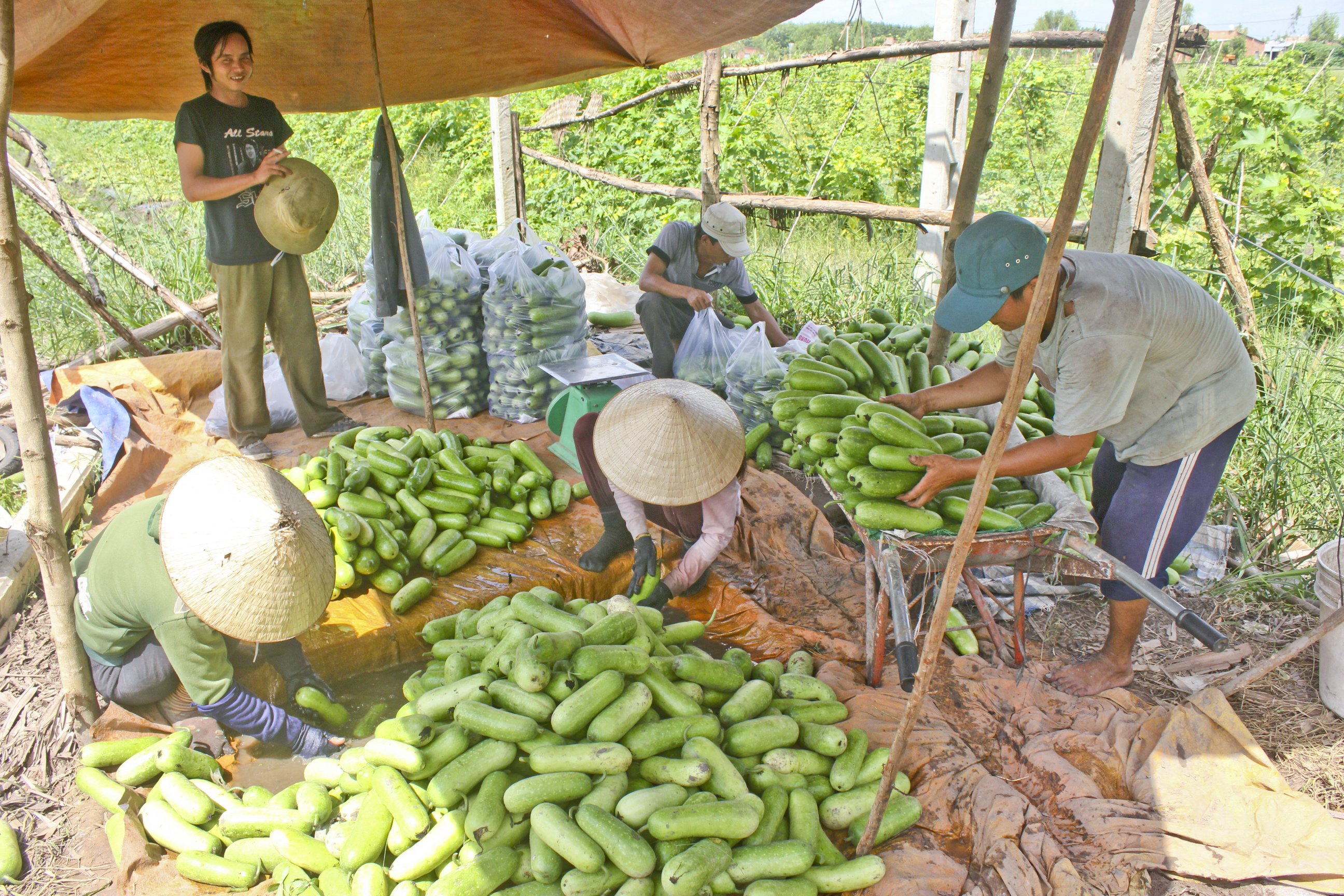 Nông dân bị thương lái ép giá