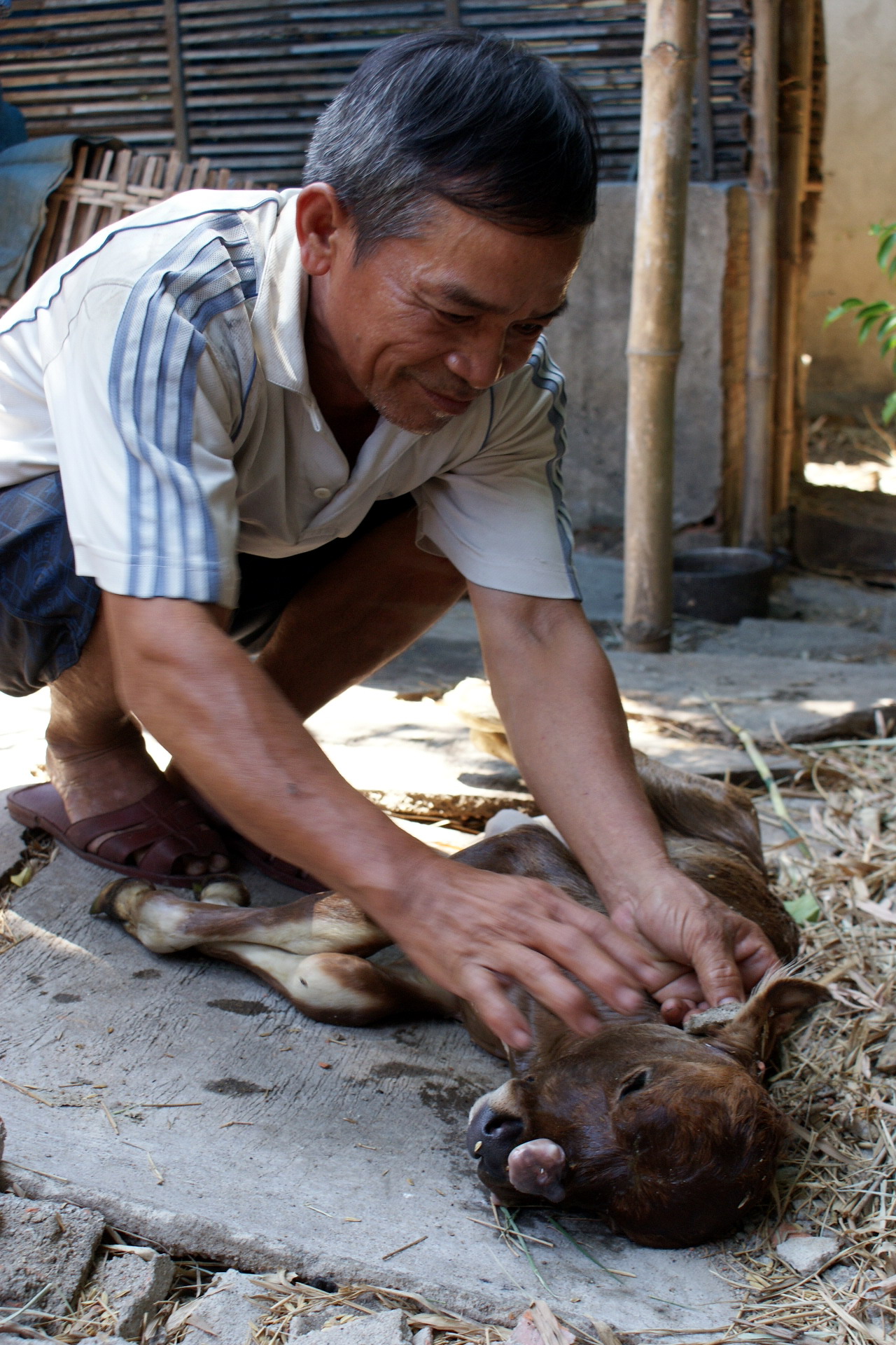 Con bê có 2 cái đầu mất cân đối