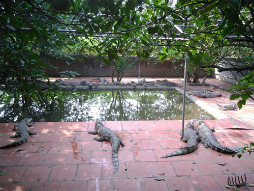 Số cá sấu còn sống bị thu giữ, gửi cơ sở nuôi của doanh nghiệp - Ảnh: Hà Nguyễn