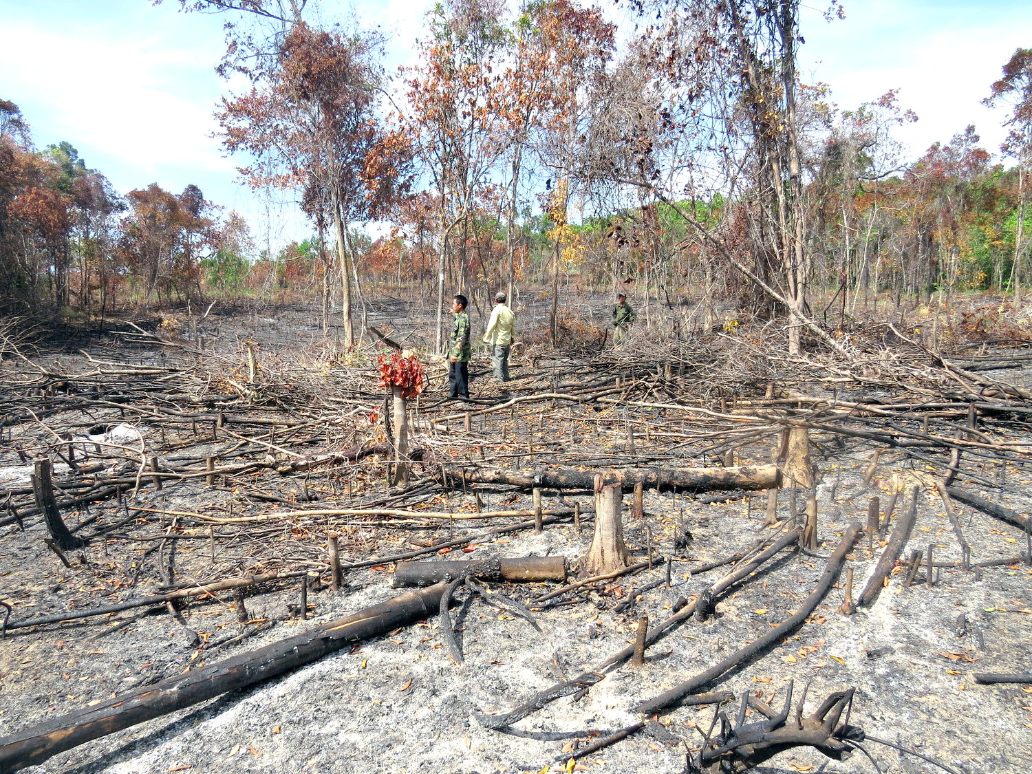 Rừng tiểu khu 310 bị đốt cháy để trồng mì