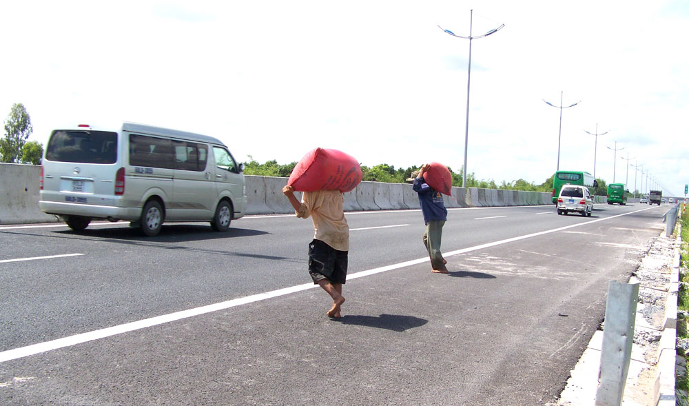 Không có cầu vượt, nhiều nông dân ở Tiền Giang phải vác lúa băng ngang đường cao tốc TP.HCM - Trung Lương - Ảnh: Hoàng Phương
