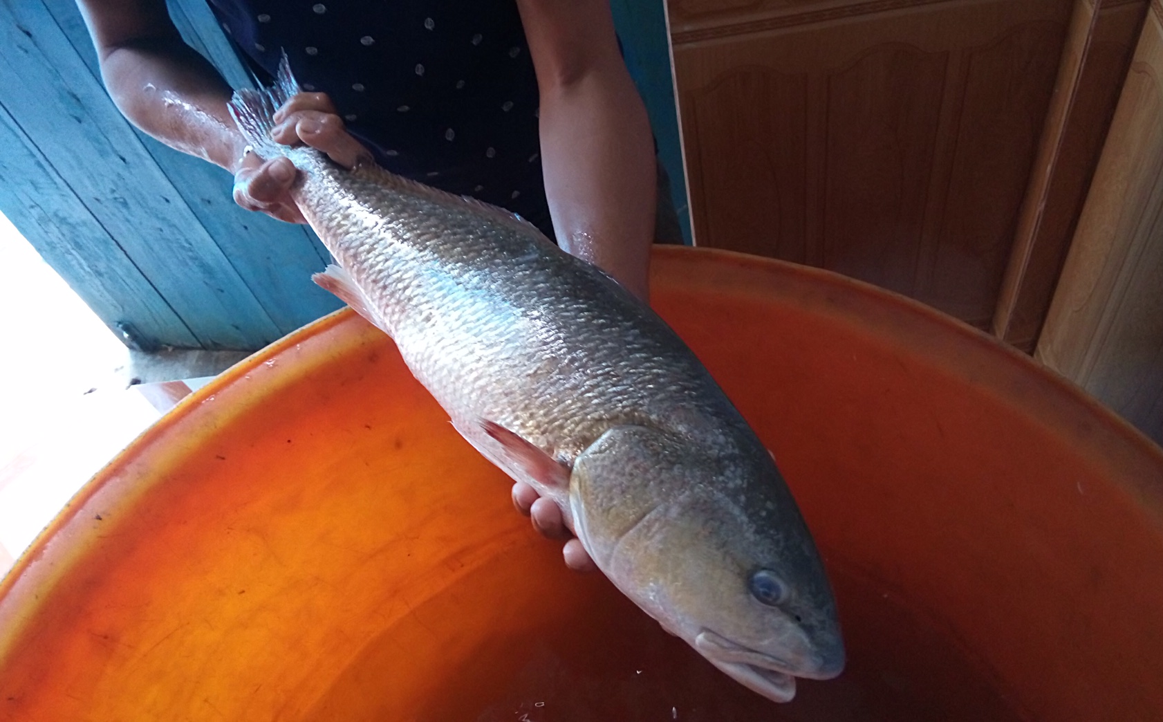 Con cá sủ vàng nặng 2,8 kg, dài khoảng 50 cm - Ảnh: Phan Thủy