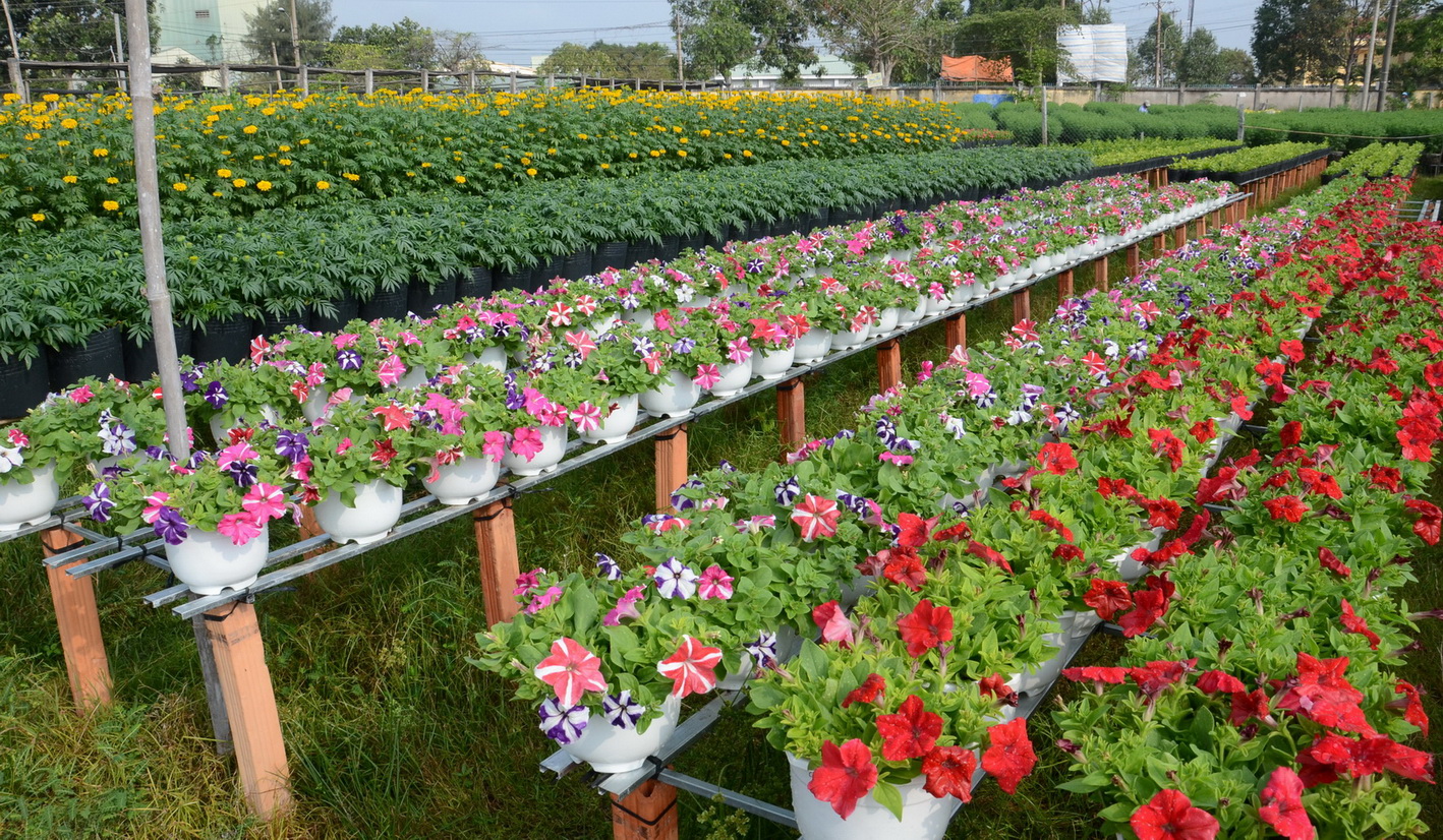 Làng hoa Tân Quy Đông chủ yếu cung cấp hoa kiểng trồng trong chậu