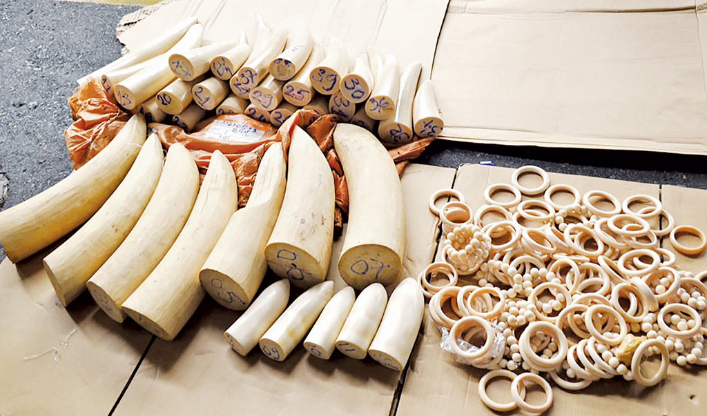 Các sản phẩm ngà voi bị bắt giữ - Ảnh: Nguyên Bảo