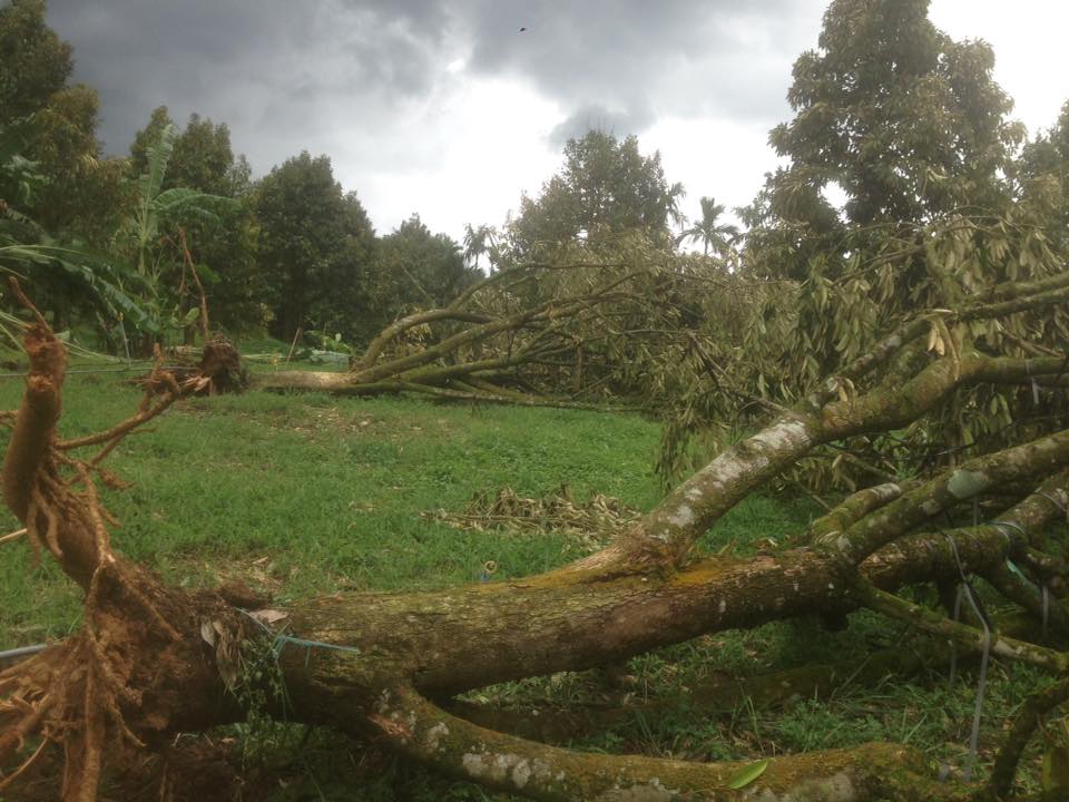 Gió tuốt rụng cả 100 tấn sầu riêng, nông dân Lâm Đồng điêu đứng