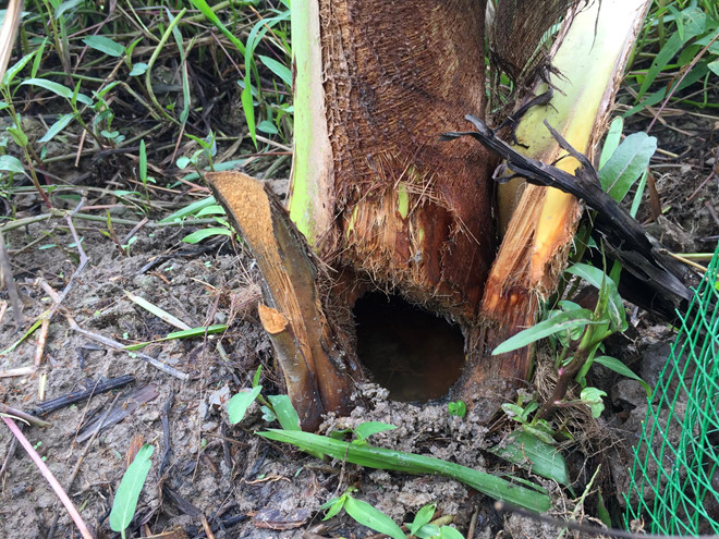 Lăng kính Bạn đọc: Sớm tìm ra thủ phạm phá vườn dừa để dân không hoang mang