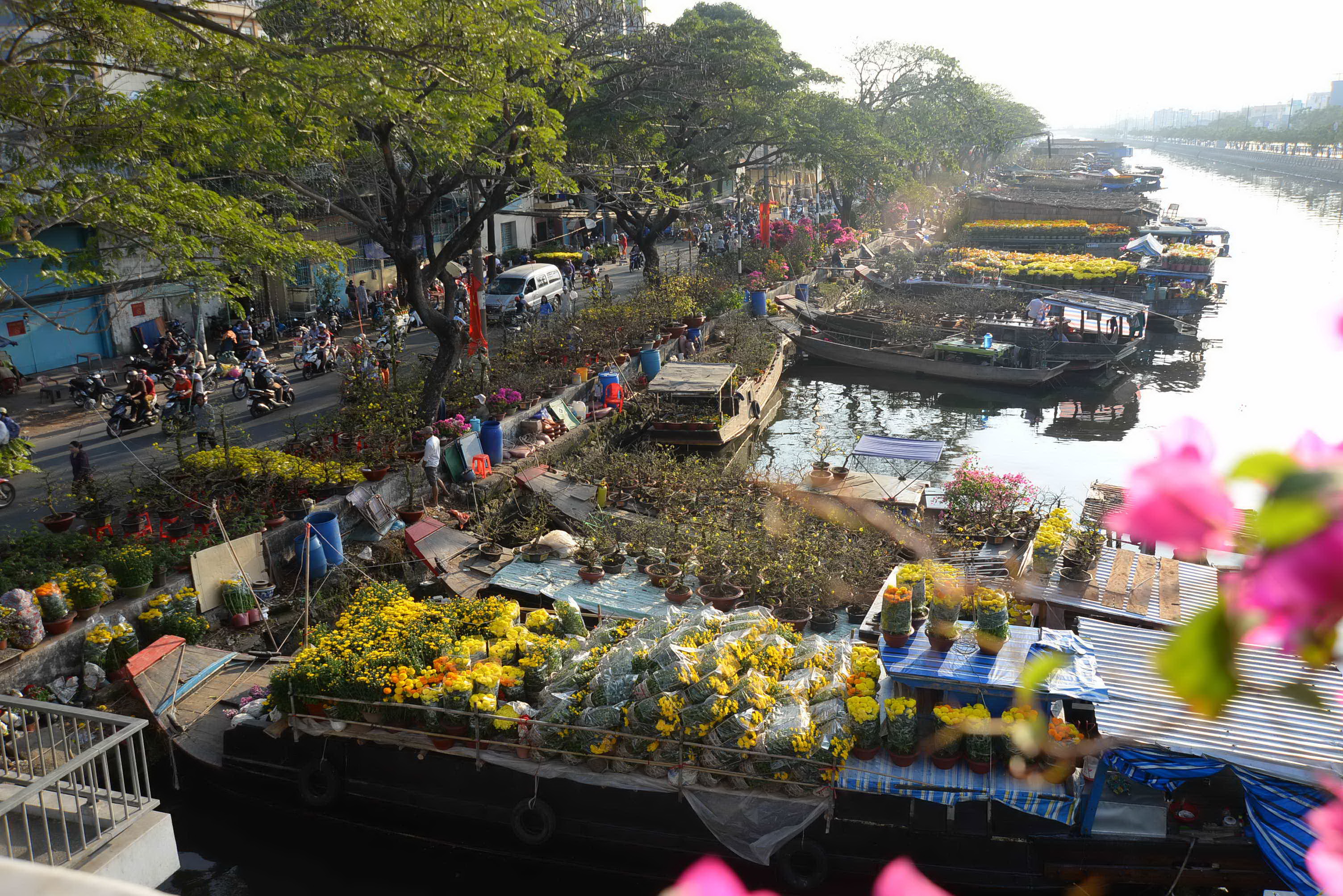 Cây hoa giấy mùa xuân