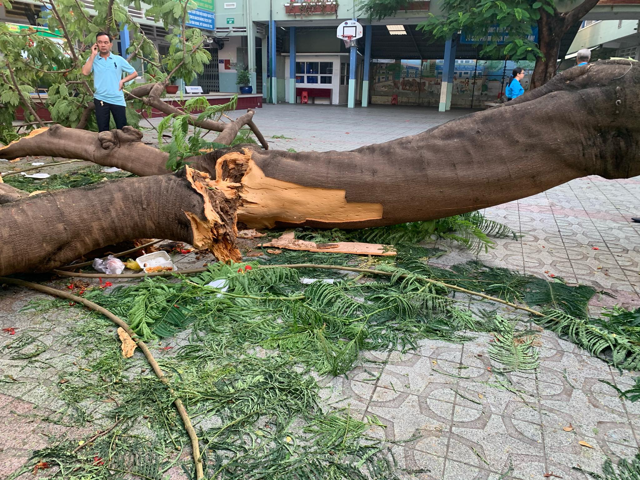 Cây đổ đè chết học sinh: Nỗi lo an toàn trường học