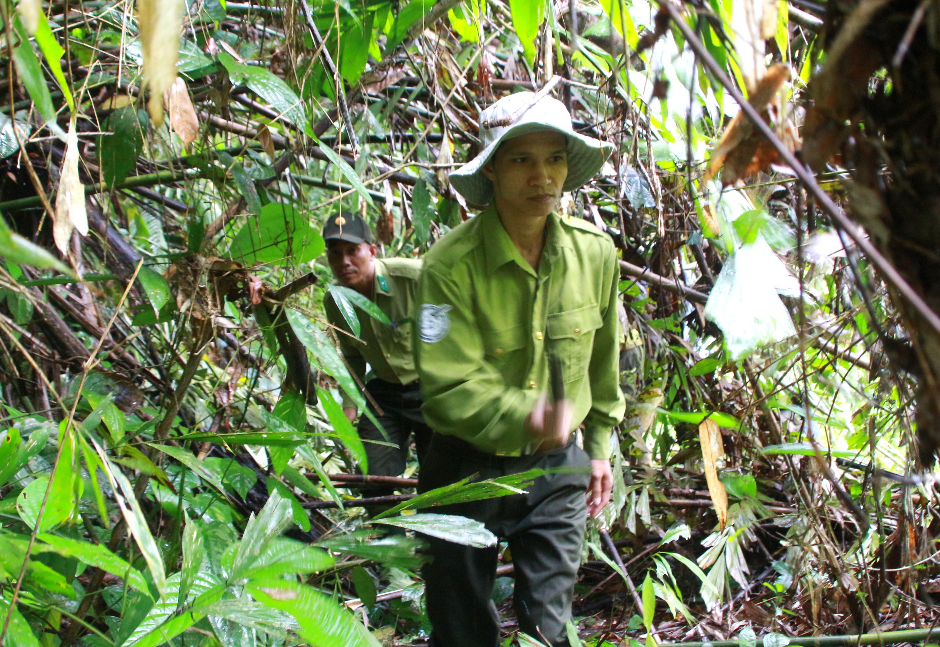 Đi tìm Kỳ lân châu Á: Nghề nhặt phân thú rừng