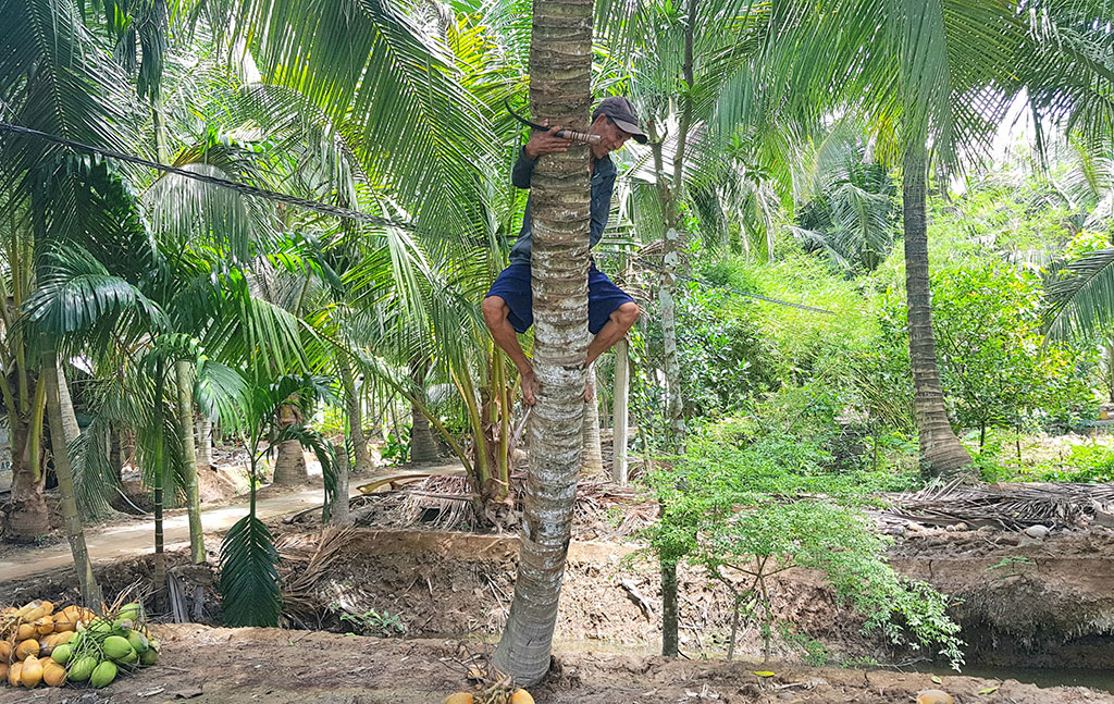Hạn mặn lịch sử: Dừa Bến Tre lâm cảnh “bán không ai mua, cho không ai lấy”