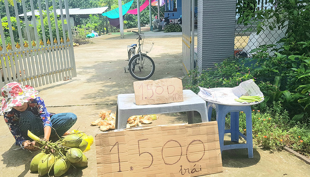 Hạn mặn lịch sử: Dừa Bến Tre lâm cảnh “bán không ai mua, cho không ai lấy”